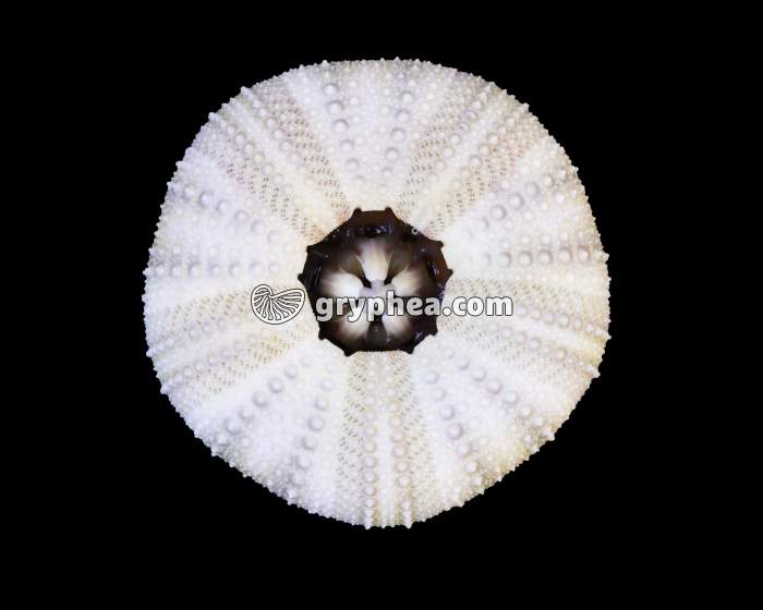 Oursin - face inférieure avec lanterne d'Aristote et dents (Psammechinus miliaris) - gryphea.com